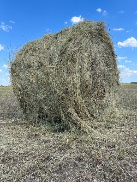 Продам сено свежего покоса