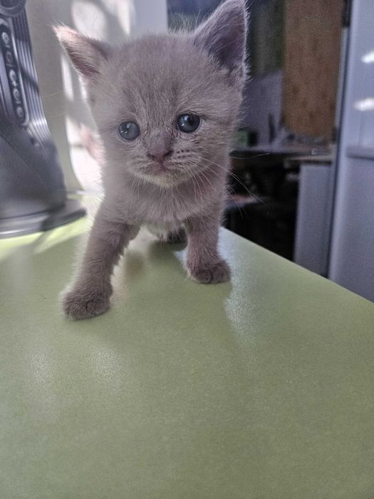 Британские котята