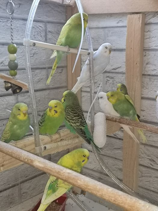 Peruși pui și adulti