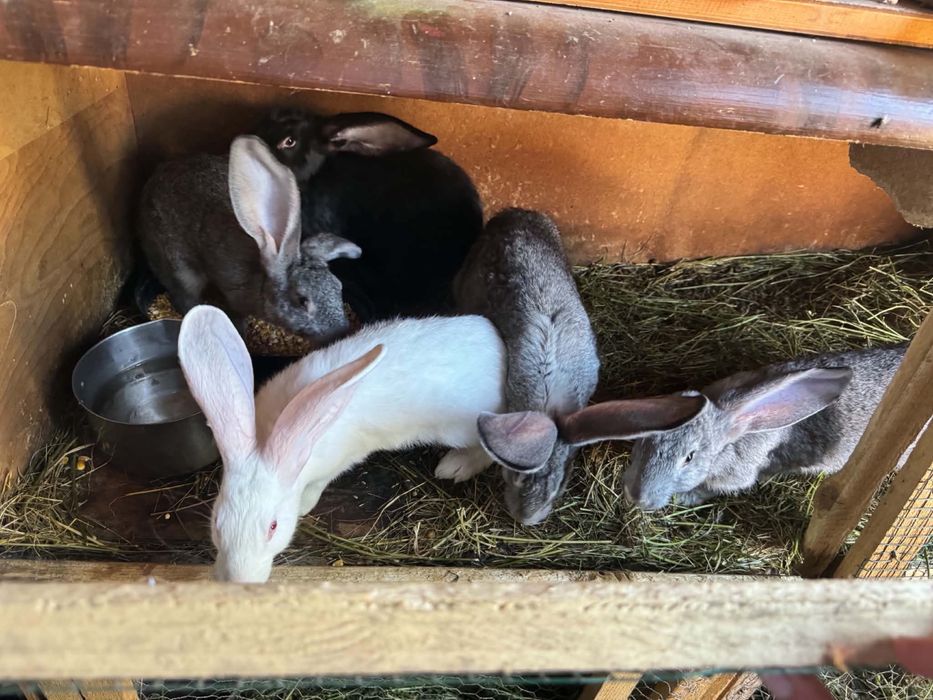 Vând iepurașI preț 50 de lei bucata mai multe detalii la nr 0774088159