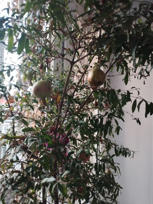 Продам.     цветы