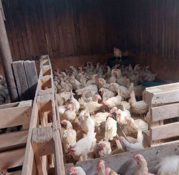 Продам курей несушек.