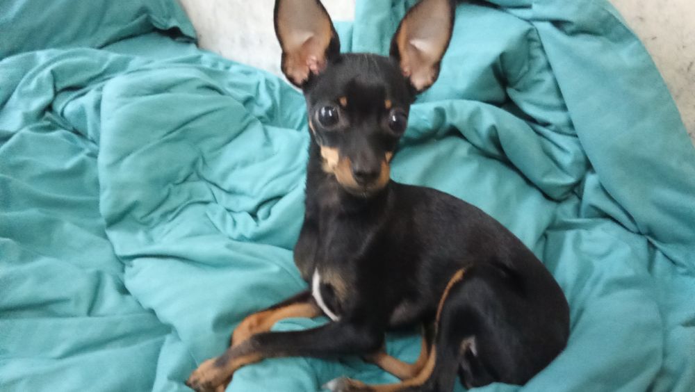 Русский той терьер