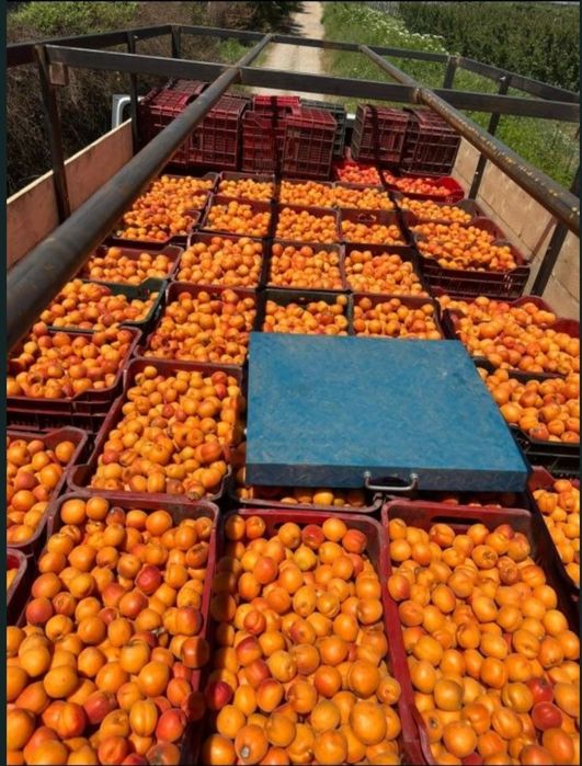Caise pentru țuică cu aromă și un gust excelent!