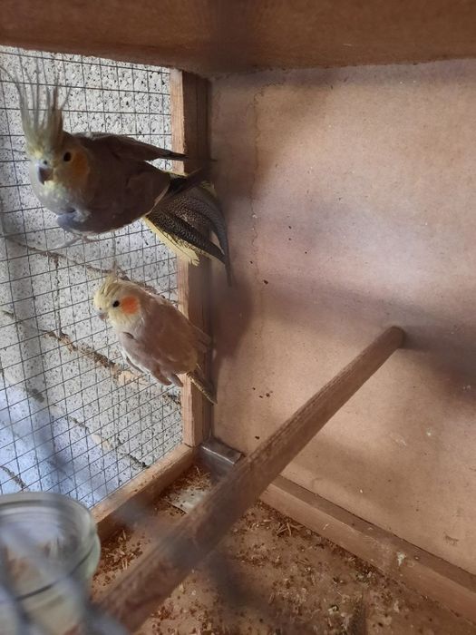 Бизнес килиш учун тайёр ишлаётган Корелла попугайлар сотилади.