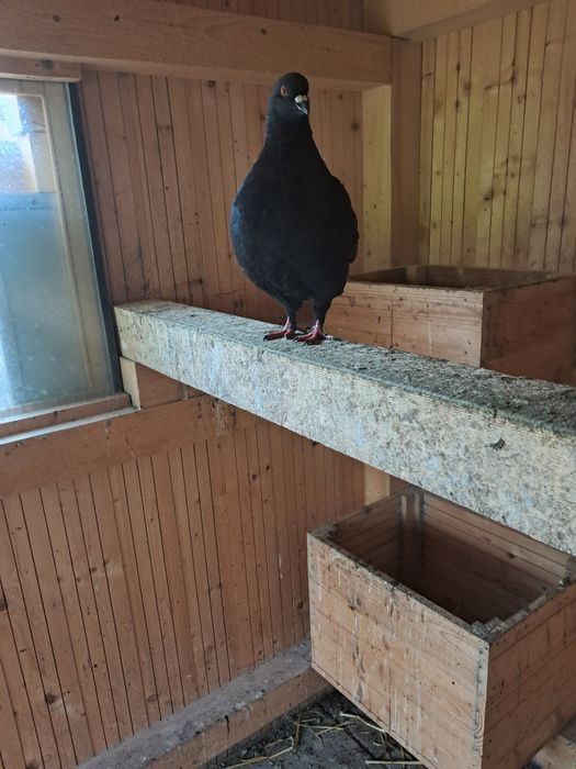 Vând Porumbei de rasă Kingi