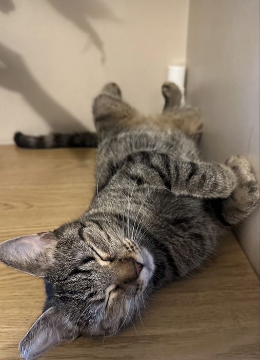 Подарявам Котка на 3 години