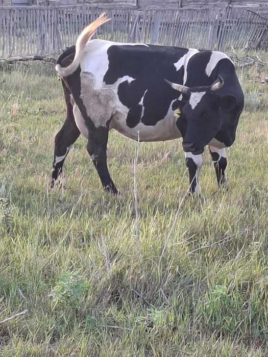 Продам две коровы ц