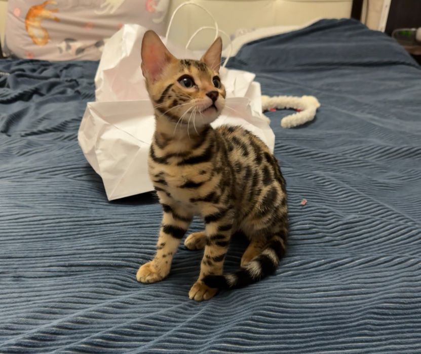 Бенгальский Котенок