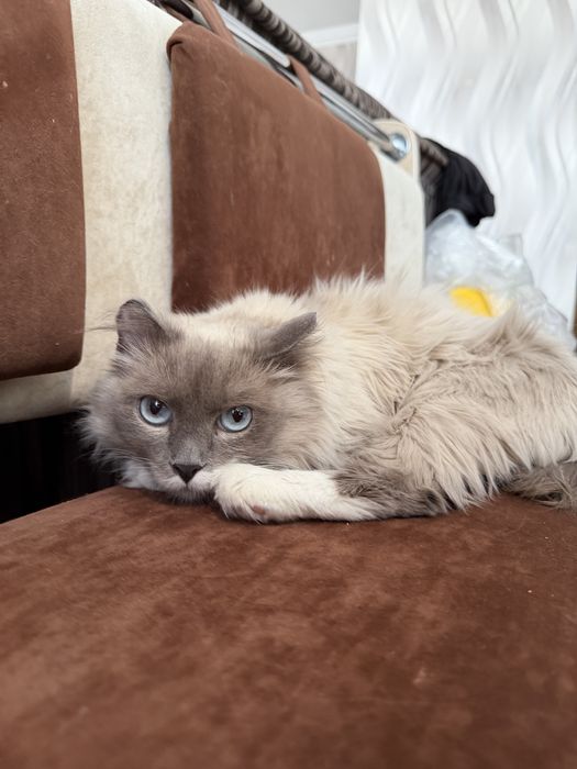 Кошечка ПУДРА ищет семью. 8 месяцев