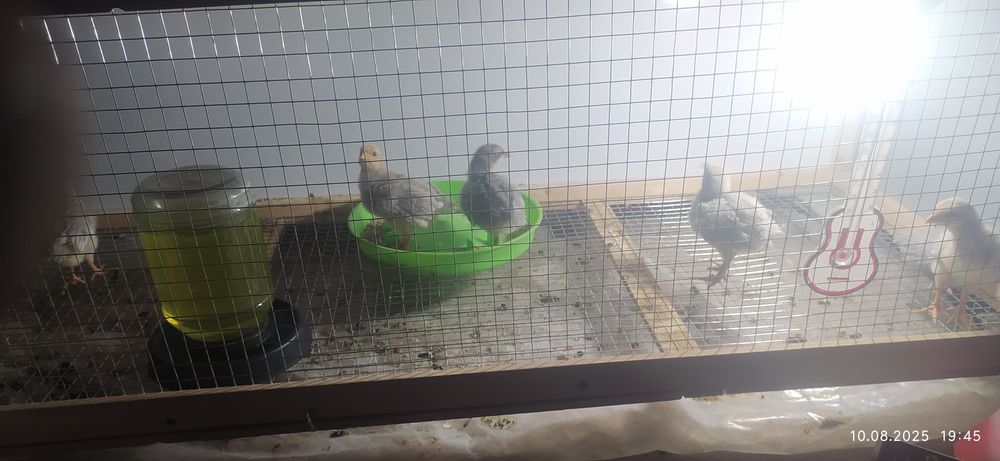 Легорн Изабелла жужалари сотувда