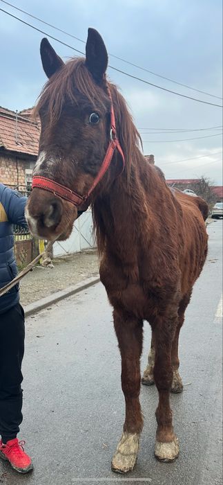 De vanzare cal  castrat mege bn la utilaje fff bland sta la potcovit