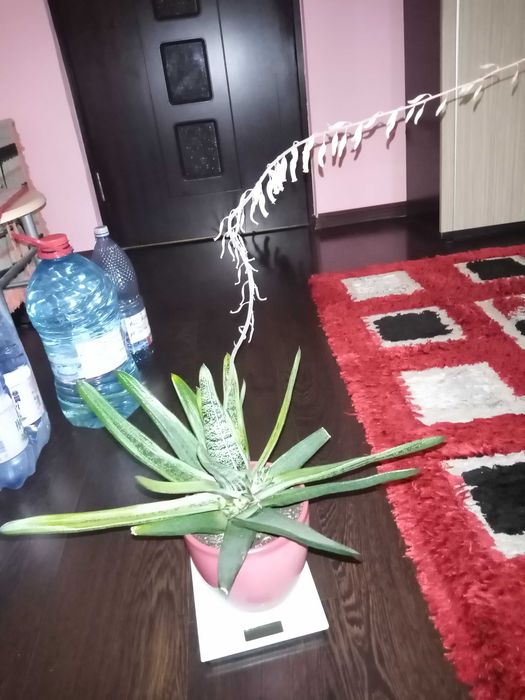 Vand o planta deosebita de Aloe Vera