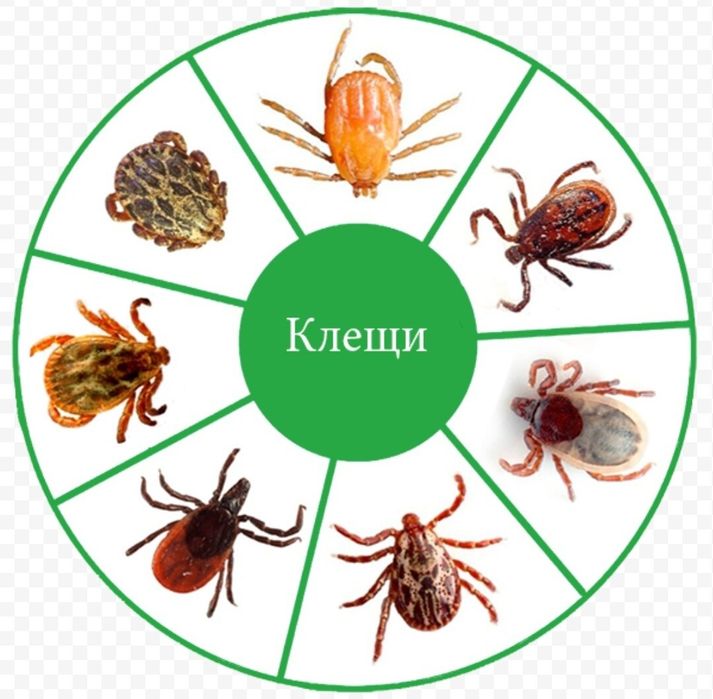 Дезинфексия навои 24/7