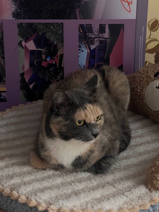 Кошечка трехцветная