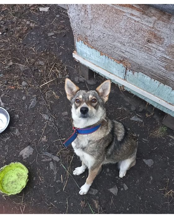 Срочно Срочно Срочно Щенки ищут дом