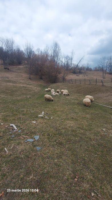 Oile si mei sunt de vânzare