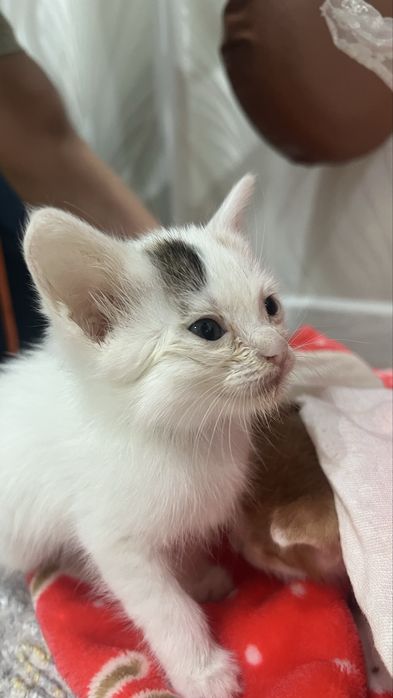 Котята мальчик и девочка