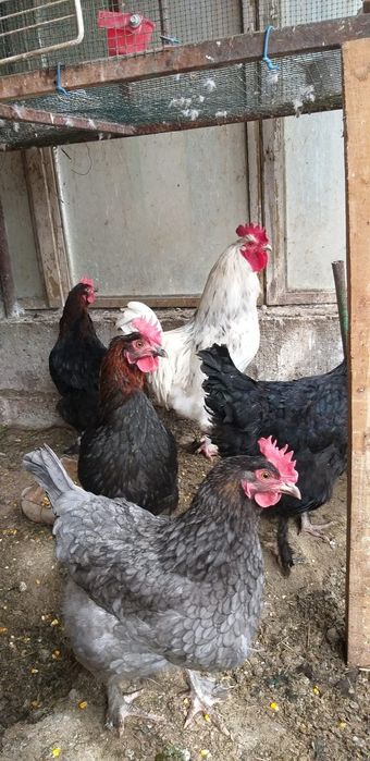 Ouă pentru incubat din rasa marans