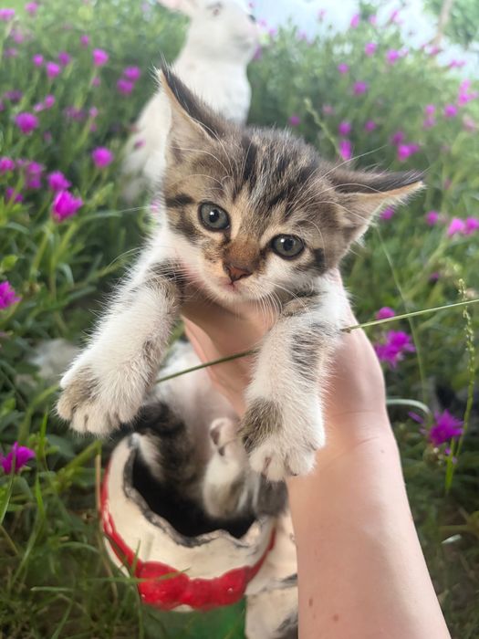 Подарявам котета