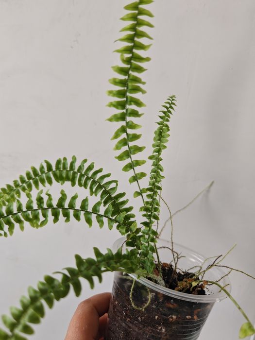 Нефролепис Грин Леди