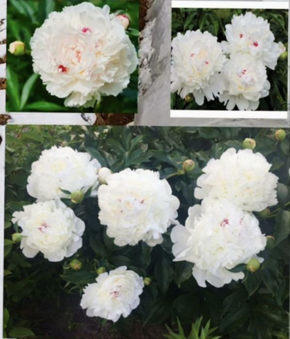 Pion gullar sotiladi