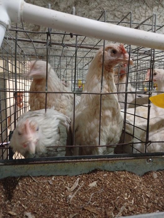 100  105 кунлик тухумга таййор жужалар сотилади