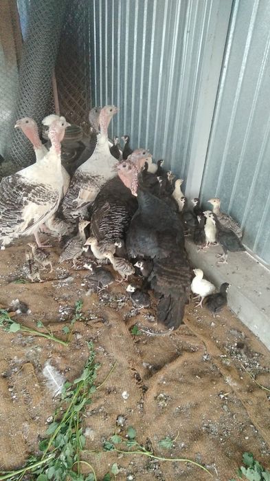 Продам индюшат домашних не инкубатор