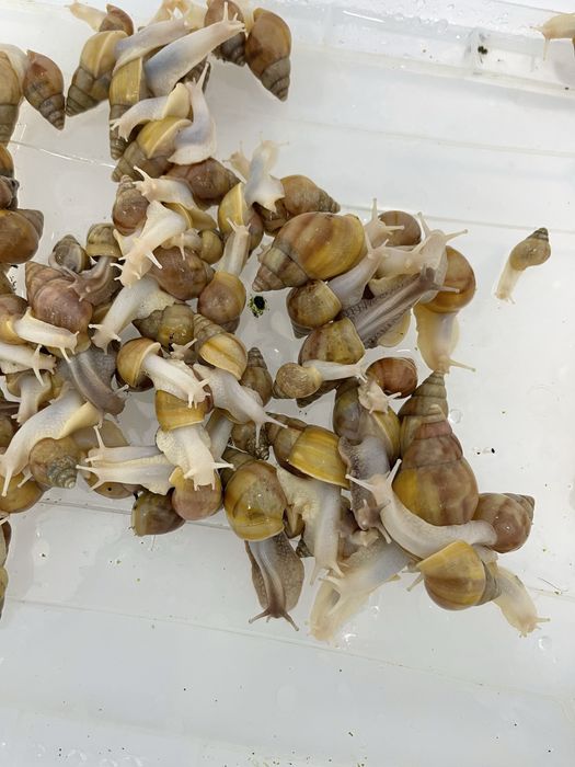 Optomga arzonga ideal bogan Ulitkala 4-5 sm