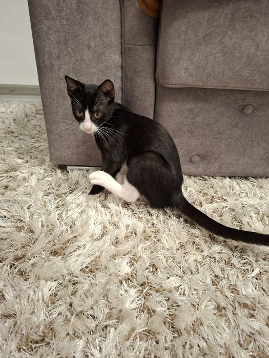 Adoptie motănel 3 luni