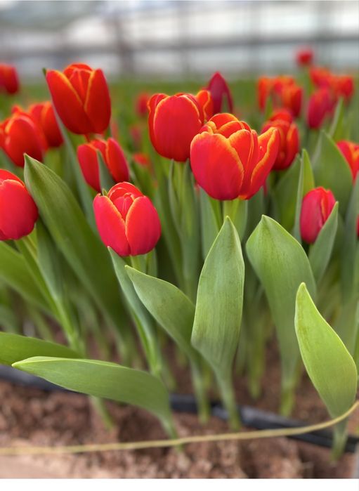 Тюльпаны только  оптом