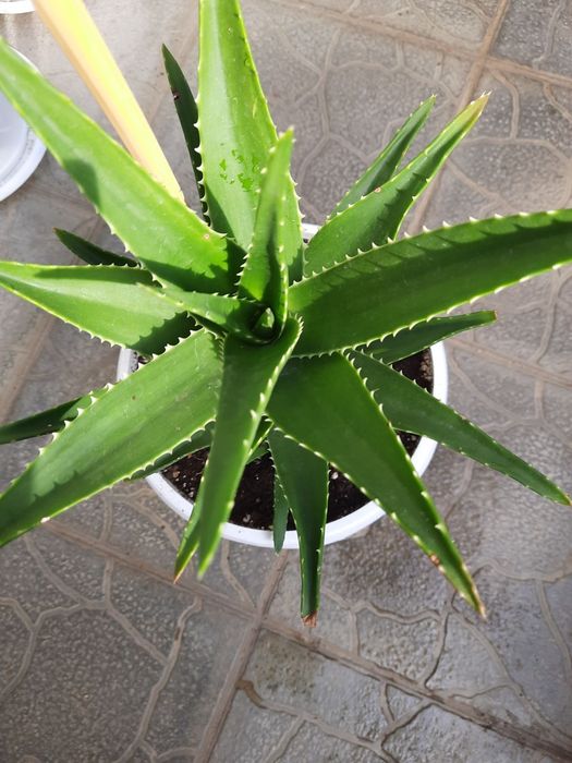 Алое Вера на 5  години