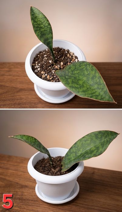 Домашние растения