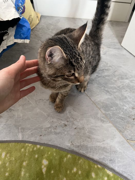 дам кошку мальчик