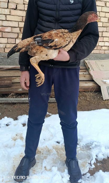 Срочно Макёнла сотилади.