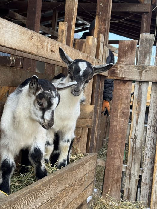 Альпийские чистопородные козлята