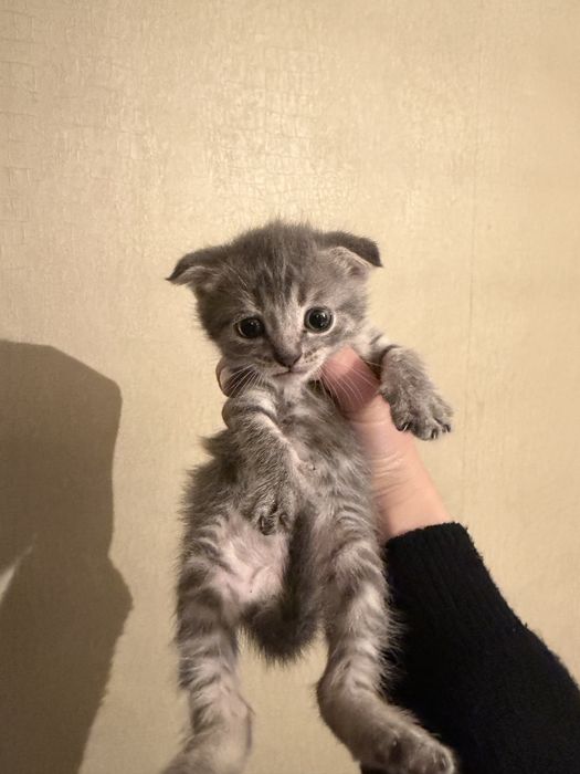 Кошки шотладский