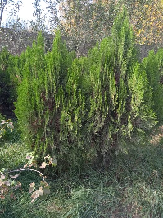 Продам туй сорт книжка размер 1-1.5-2 м