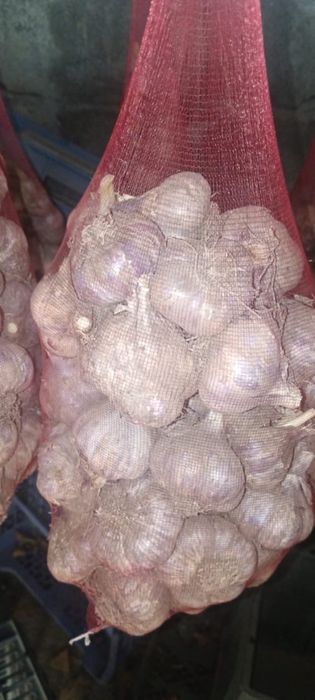 Продам чеснок домашний