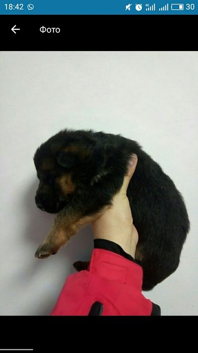 Вязка немецкая овчарка