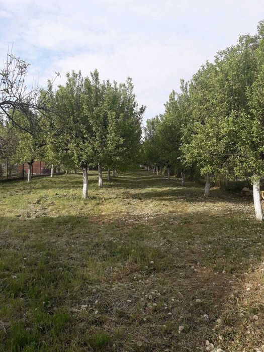 Vând casă cu teren 33 ari în Satu Mare zona Barițiu