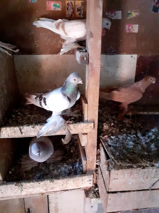 Продам голубя самец