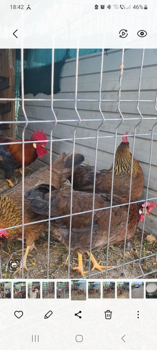 Vând oua pt incubat  din rasa   Italiene  potarnichi