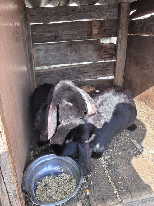 Femele berbec german