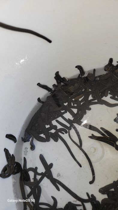 Zuluklar Rasseske optim narxda sifatle va arzon