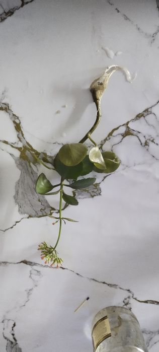 Отростки каланхоя