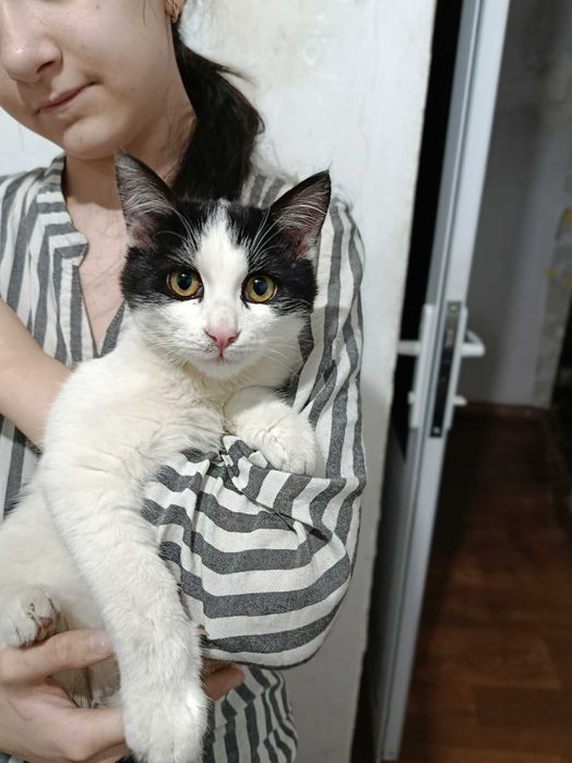 Отдам котиков добрым людям. Не для игры!!