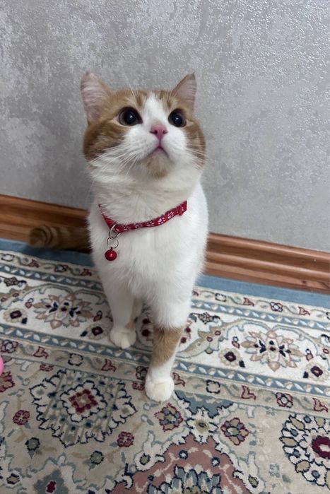 Отдадим кота в хорошие руки