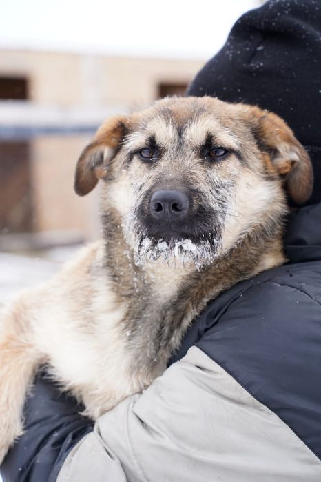 Щенок ищет дом. Будет не большим