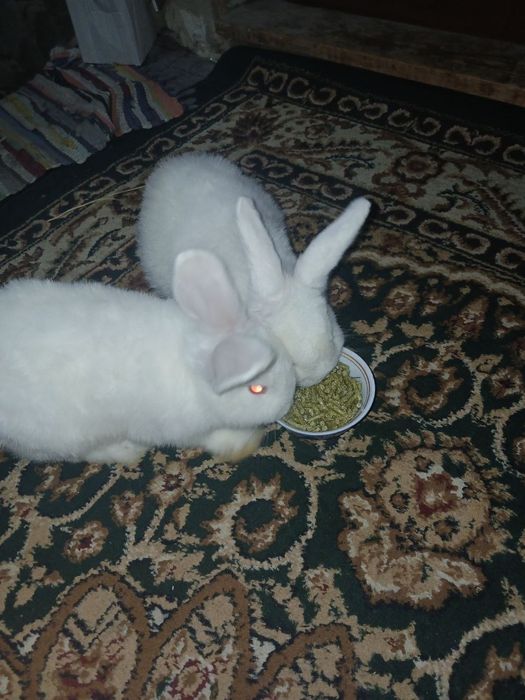 Нвозеландские кролики